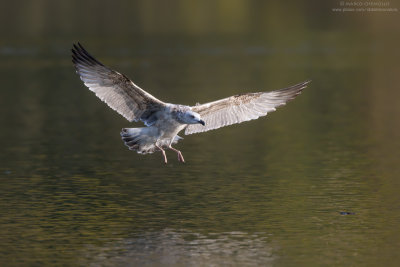 Yellow-legged Gull - Gabbiano reale (Larus michahellis)