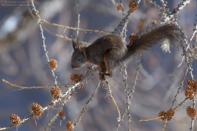Sciurus vulgaris