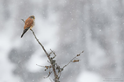 Kestrel - Gheppio (Falco tinnunculus)