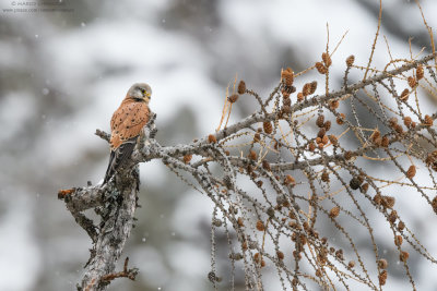 Kestrel - Gheppio (Falco tinnunculus)