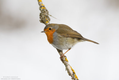 European Robin - Pettirosso (Erithacus rubecula)