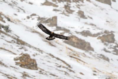 Golden eagle - Aquila reale (Aquila chrysaetos)