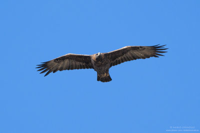 Golden eagle - Aquila reale (Aquila chrysaetos)