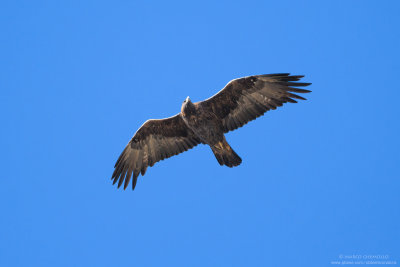 Golden eagle - Aquila reale (Aquila chrysaetos)