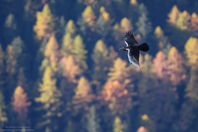 Raven - Corvo imperiale (Corvus corax)