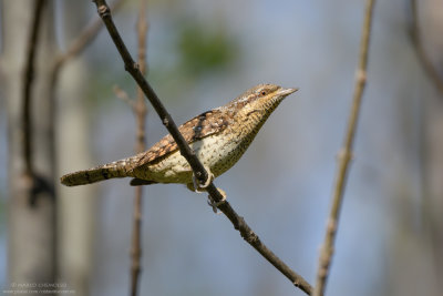 Wryneck - Torcicollo (Jynx torquilla)