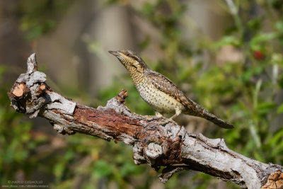 Wryneck - Torcicollo (Jynx torquilla)