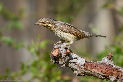 Wryneck - Torcicollo (Jynx torquilla)