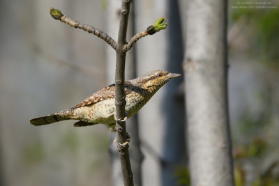 Wryneck - Torcicollo (Jynx torquilla)