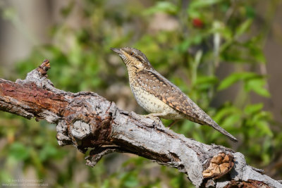 Wryneck - Torcicollo (Jynx torquilla)