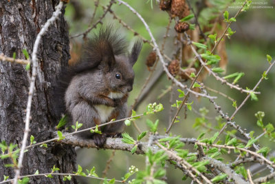 Sciurus vulgaris