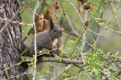 Sciurus vulgaris