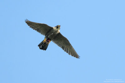Pellegrino - Peregrine (Falco peregrinus)