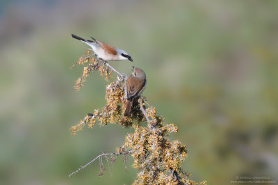 Red-backed Shrike - Averla piccola (Lanius collurio)