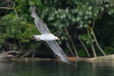Yellow-legged Gull - Gabbiano reale (Larus michahellis)