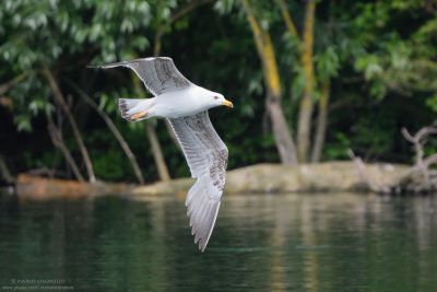 Yellow-legged Gull - Gabbiano reale (Larus michahellis)