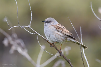 Dunnock - Passera scopaiola (Prunella modularis)