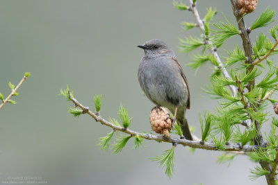 Dunnock - Passera scopaiola (Prunella modularis)