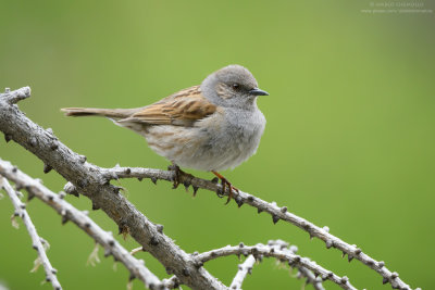 Dunnock - Passera scopaiola (Prunella modularis)