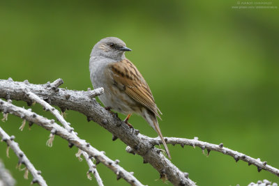 Dunnock - Passera scopaiola (Prunella modularis)