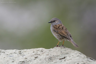 Dunnock - Passera scopaiola (Prunella modularis)