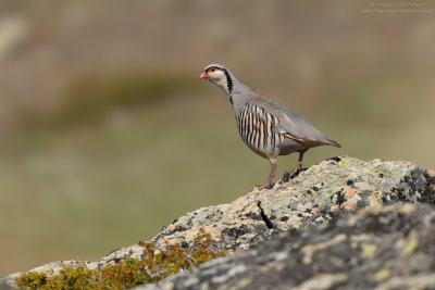 Coturnice - Rock Partridge (Alectoris graeca)