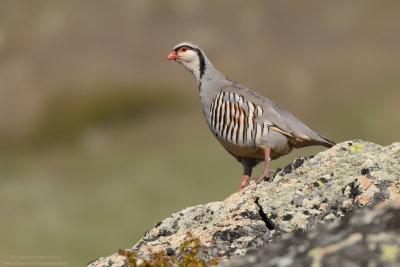 Coturnice - Rock Partridge (Alectoris graeca)
