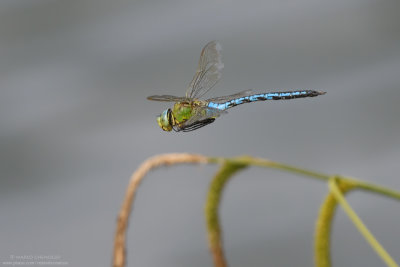 Anax