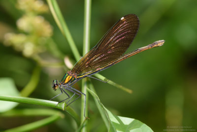 Calopteryx