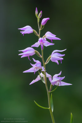 Wild Orchids