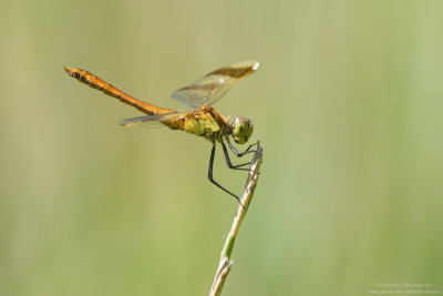 Sympetrum pedemontanum