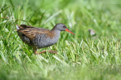 Rallus aquaticus