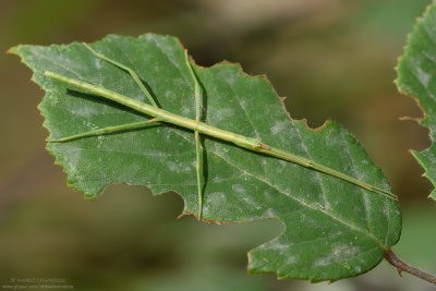 Bacillus rossius