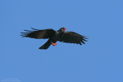 Pyrrhocorax pyrrhocorax