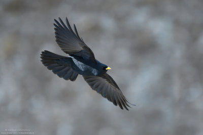 Alpine Chough - Gracchio Alpino (Pyrrhocorax graculus)