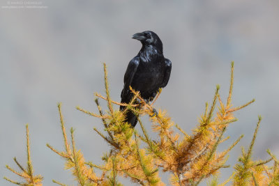 Raven - Corvo imperiale (Corvus corax)