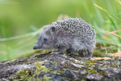 Erinaceus europaeus