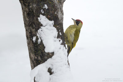 Picchio verde - Green Woodpecker (Picus viridis)
