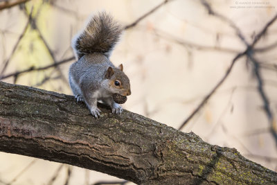Sciurus carolinensis