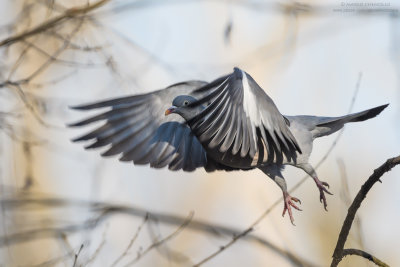 Columba palumbus