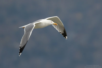 Yellow-legged Gull - Gabbiano reale (Larus michahellis)