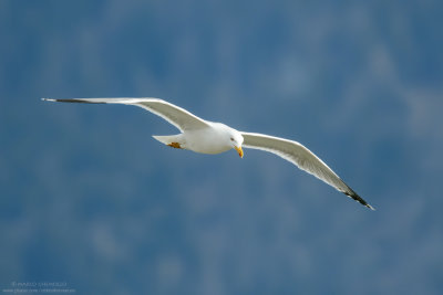 Yellow-legged Gull - Gabbiano reale (Larus michahellis)