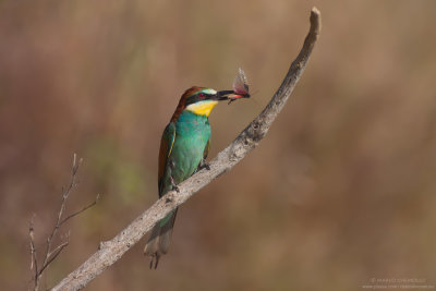 Bee-eater - Gruccione (Merops apiaster)