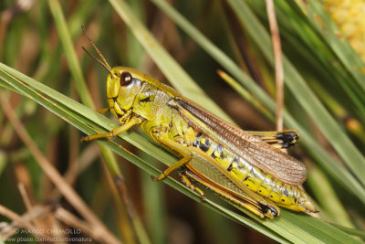 Stetophyma grossum