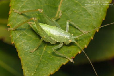 Cyrtaspis scutata