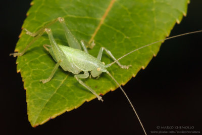 Cyrtaspis scutata