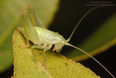 Cyrtaspis scutata