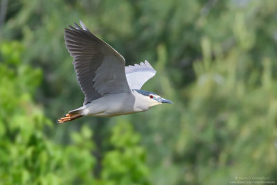 Nycticorax nycticorax