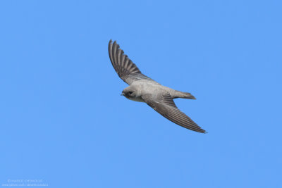 Crag Martin - Rondine montana (Ptyonoprogne rupestris)