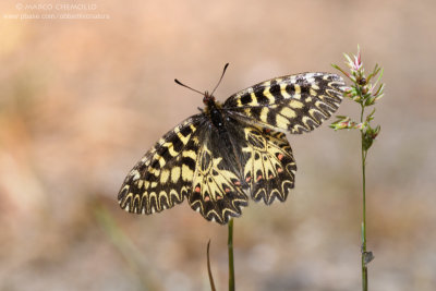 Papilionidae